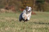 BERGER AUSTRALIEN PUPPIES 243